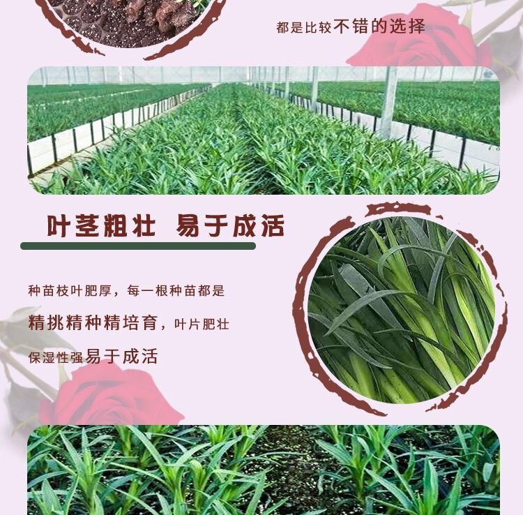 康乃馨 100棵起订顺丰包邮云南昆明切花多头花苗石竹花卉种苗