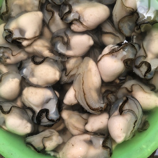 饶平县原产地的生蚝肉，肥美鲜嫩美味，肉质紧实饱满
