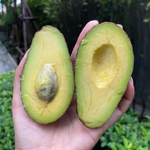 孟连县牛油果