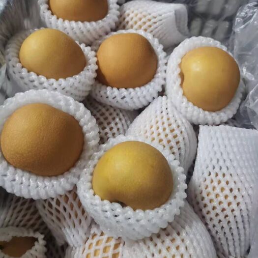赵县秋月梨