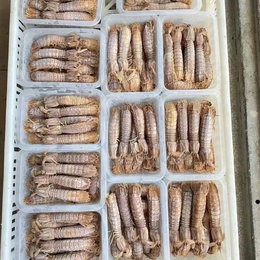 青岛皮皮虾