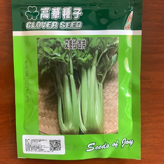 芹菜种子 文图拉 高华种子 西芹