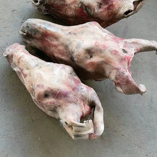 郑州鲜冻带皮驴头  带皮马头  扒皮驴头