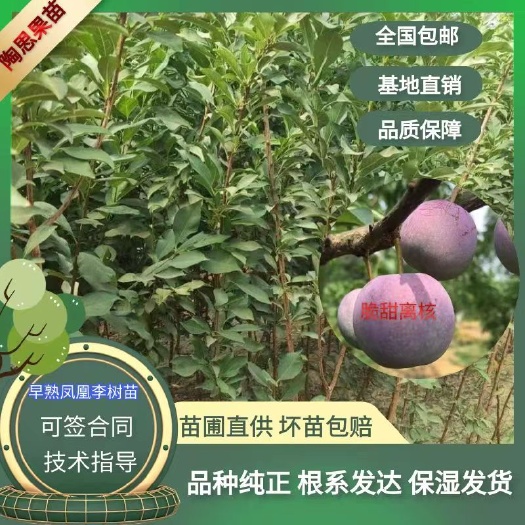 苍溪县早熟凤凰李子树苗嫁接苗李子苗五月脆李子苗