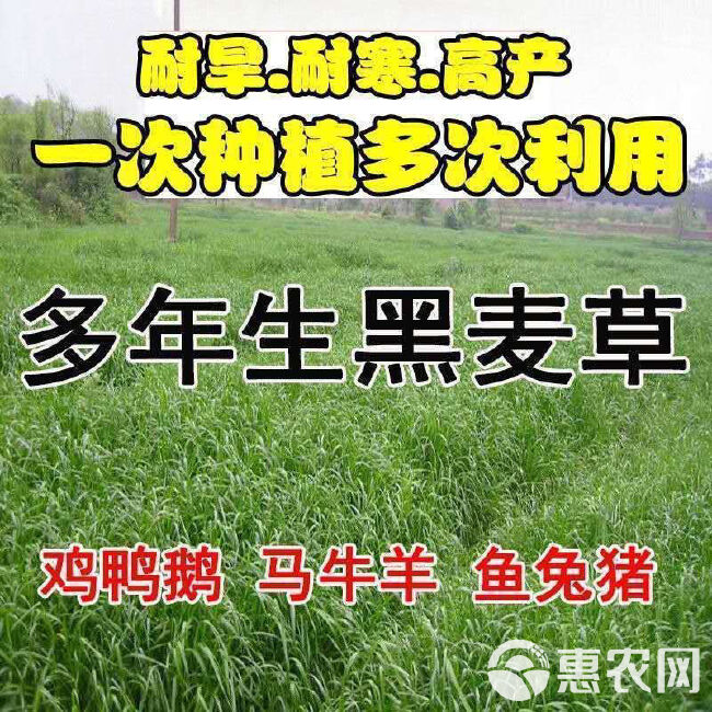 牧草种子，原厂包装黑麦草种子养牛羊鸡鸭鹅鱼牧草