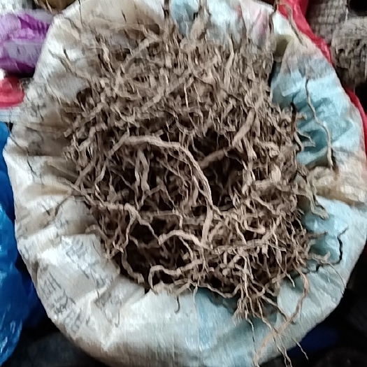 雷州市干种植巴戟