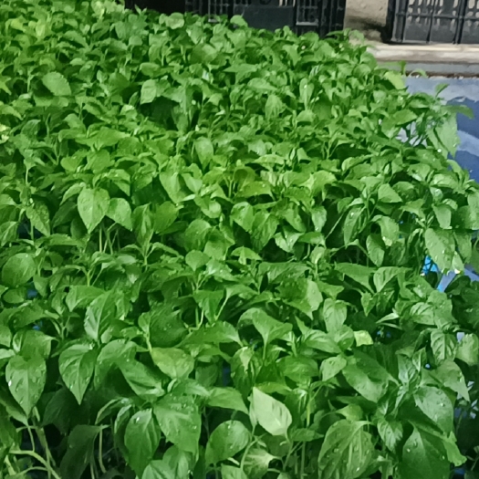 博罗县辣椒苗，茄子苗各种蔬菜苗