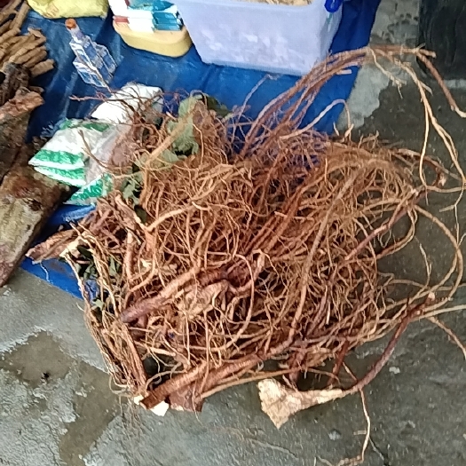 雷州市生鲜五指毛桃