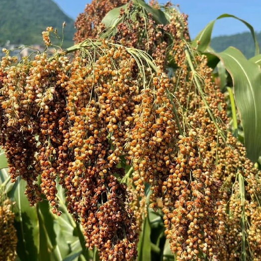 沛县红樱子高粱，茅台原材料