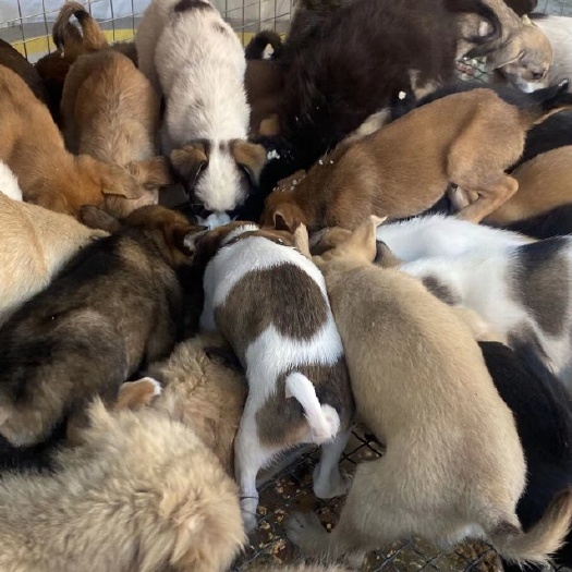 沭阳县土狗，中华田园犬，大骨架土狗苗杂交大型犬苗！现货