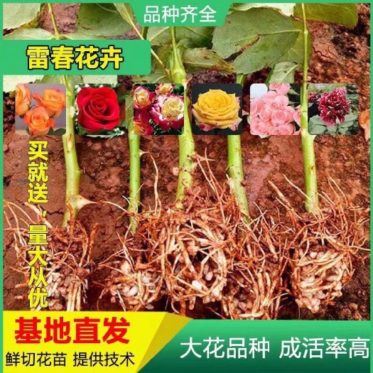 昆明3000棵顺丰包邮可混搭云南昆明斗南玫瑰苗绿化工程苗扦插苗