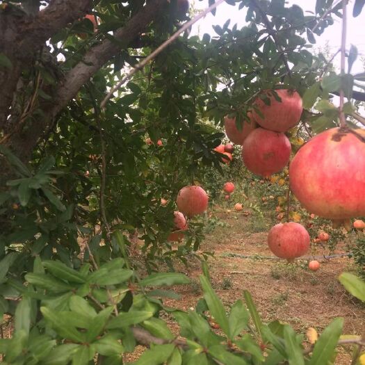 唐河县突尼斯软籽石榴