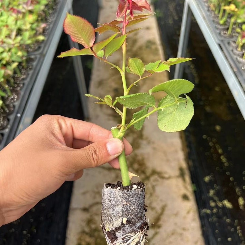 【600杯起】云南昆明鲜切花玫瑰月季无纺布杯苗 四季开花