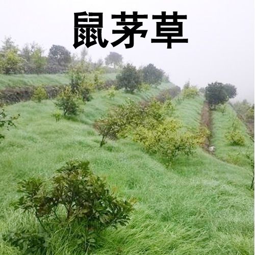 鼠茅草种 果园 绿肥鼠茅草草种 鼠茅草种子 鼠毛草种籽