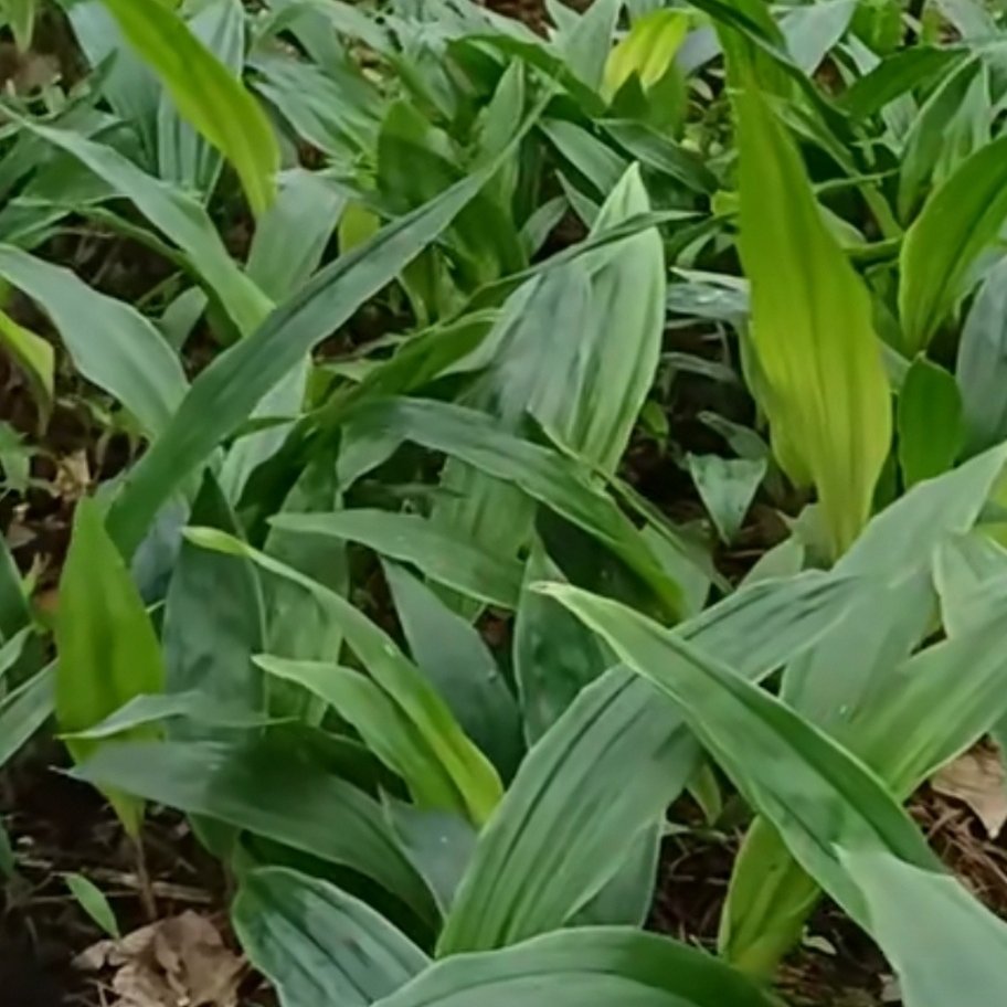 镇安县云贵川宽叶毛慈菇，毛慈菇苗1公分起，毛慈菇种苗，山慈菇种苗