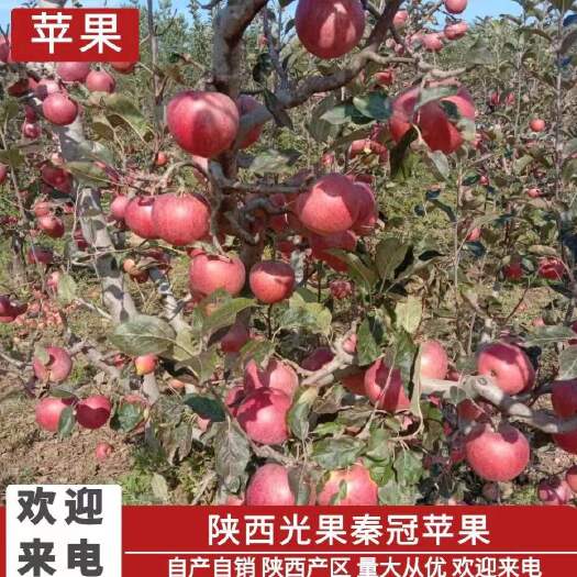 礼泉县秦冠
