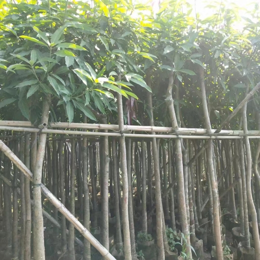 普宁市芒果树
