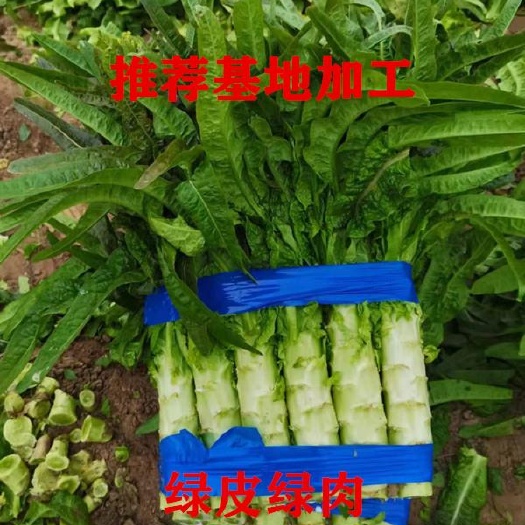 兰陵县红叶莴笋  大棚莴笋  红尖叶莴笋  产地直供  一手货源
