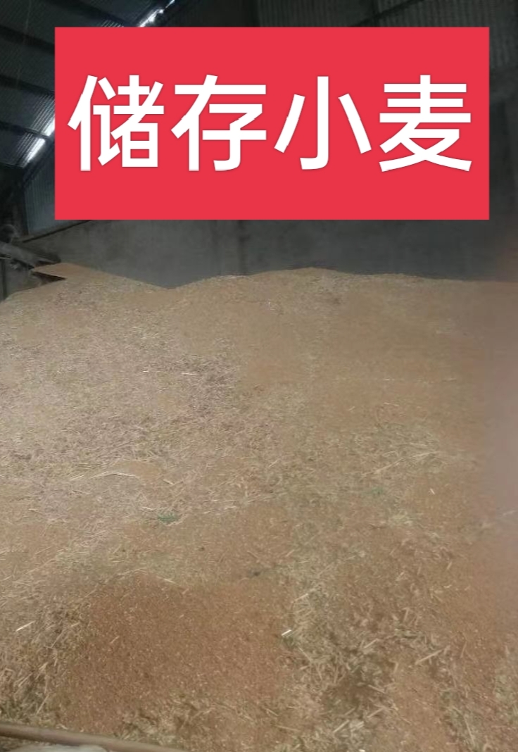 小麦粉  天然小麦面粉 剂，