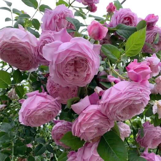 郯城县藤本月季花苗爬藤植物庭院大花浓香玫瑰欧月盆栽花卉蔷薇四季开花