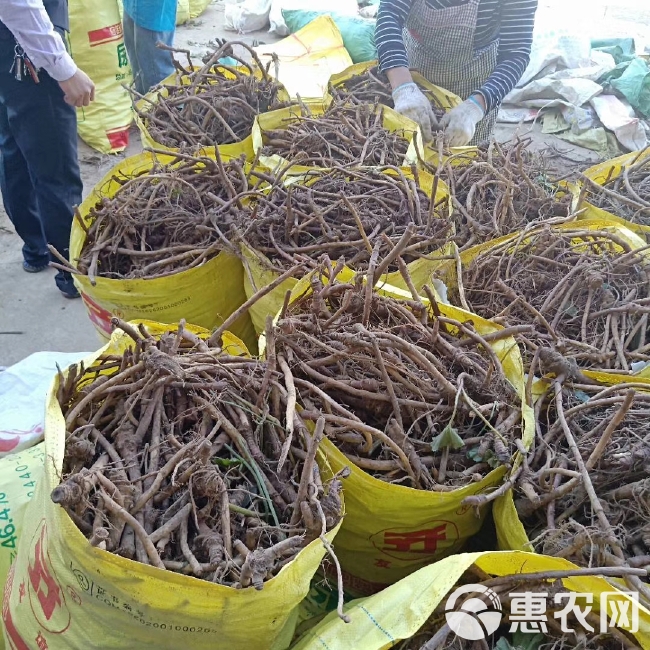 山露菜根 南瓜根 根茎种子 出口品种 大量供货