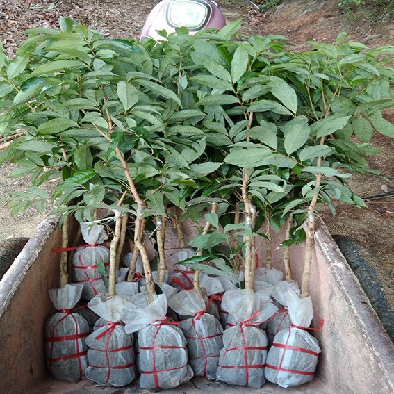 桂味荔枝果苗，先进奉，