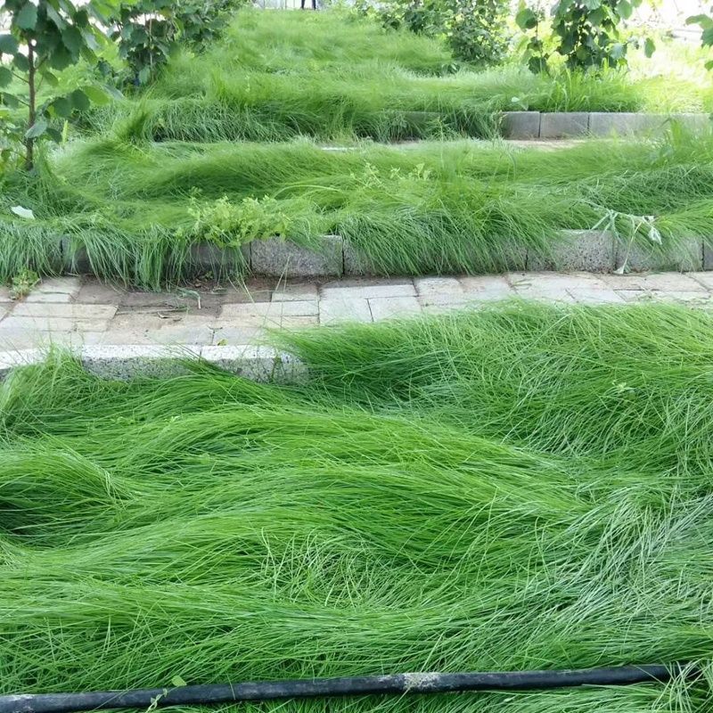 鼠茅草种 果园 绿肥鼠茅草草种 鼠茅草种子 鼠毛草种籽