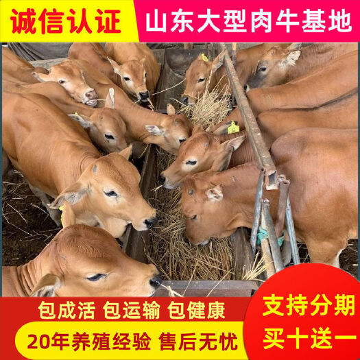 嘉祥县改良黄牛，西门塔尔肉牛犊，杂交肉牛
