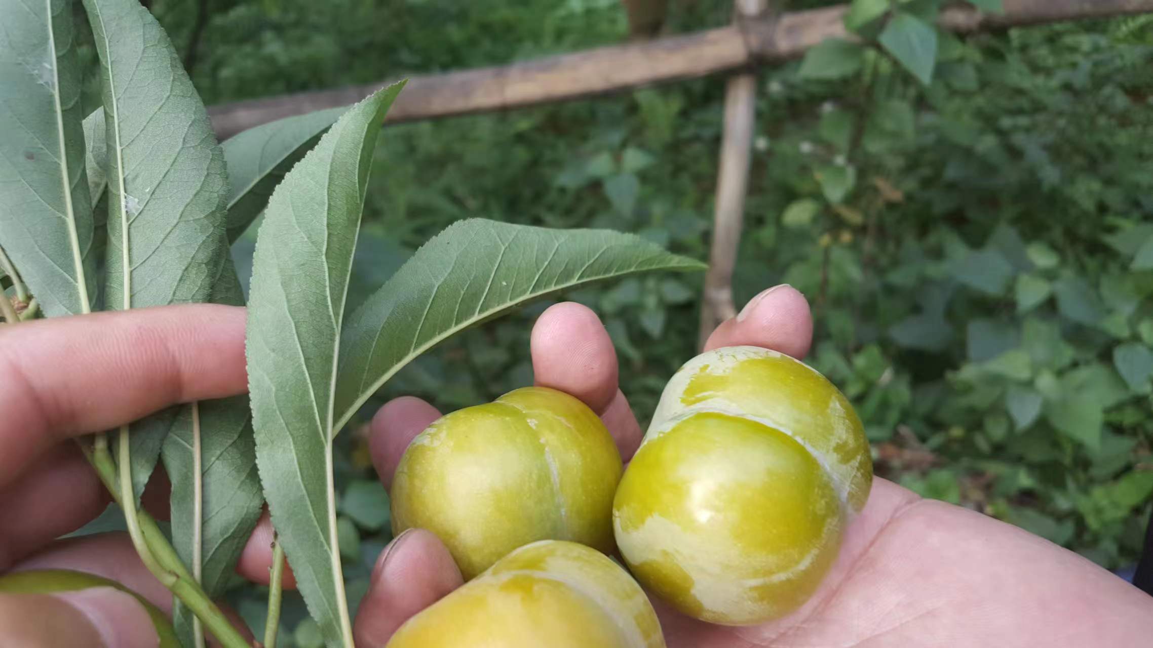李子苗 蜂糖李苗 贵州蜂糖李苗 味帝李苗