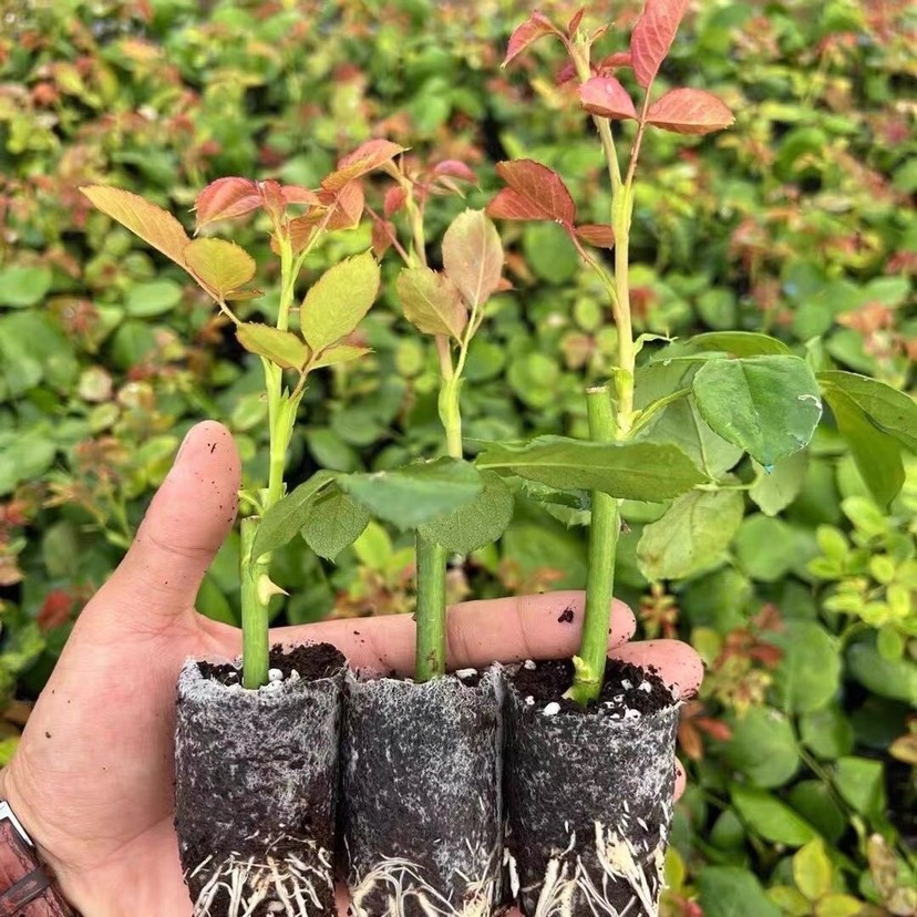 【600杯起】云南昆明鲜切花玫瑰月季无纺布杯苗 四季开花