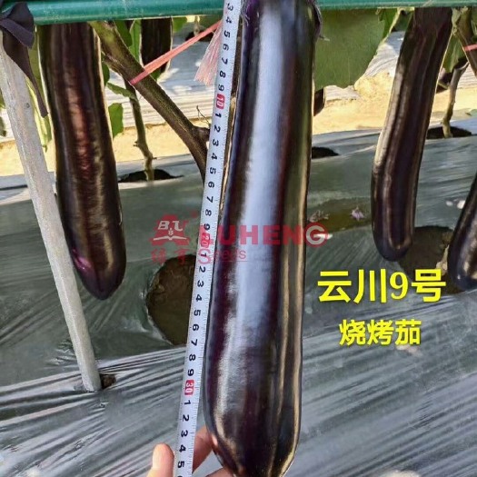 华容县云川9号烧烤茄早中熟棒茄长势强果实长28-33果长条形深紫红