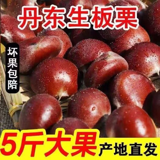 东港市丹东现摘油板栗 2023年优质老树栗 软糯香甜，鲜货