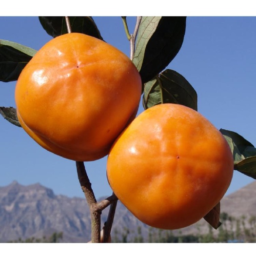 易县磨盘柿太行山狼牙山易县满城