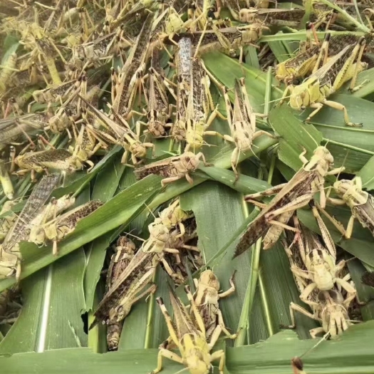 菏泽冷冻蚂蚱东亚飞蝗