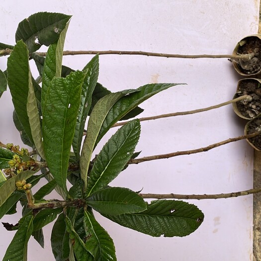 灵山县大红星枇杷苗 带杯土发 成活率高