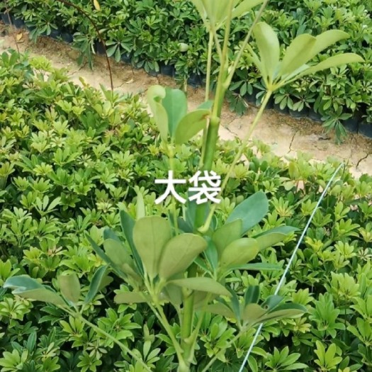 漳浦县鸭脚木
