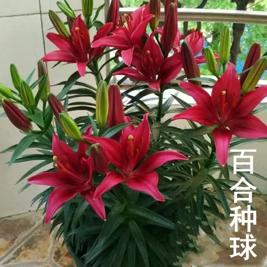 沭阳县香水百合花种球四季开花好养易活室内花卉鲜花盆栽郁金香花种