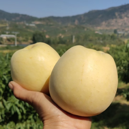 沂源县维纳斯黄金苹果苗 1.5~2米