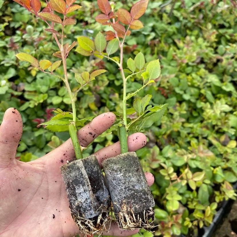 【600杯起】云南昆明鲜切花玫瑰月季无纺布杯苗 四季开花