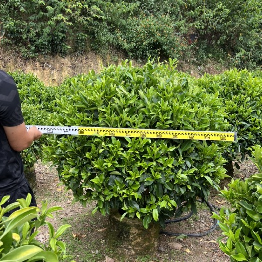 漳浦县非洲茉莉球