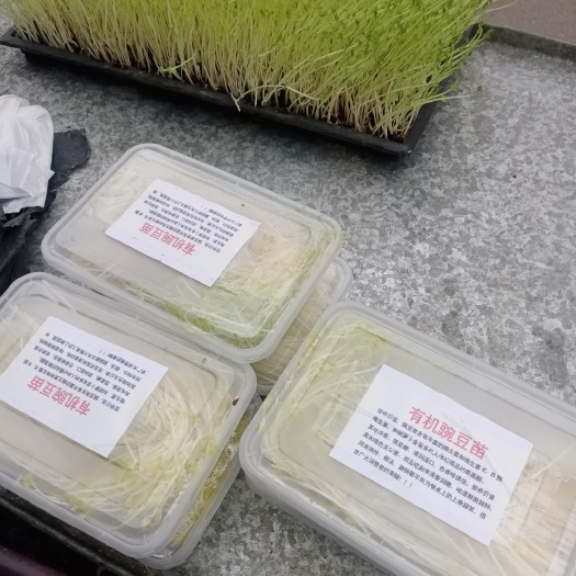 曹县豌豆苗