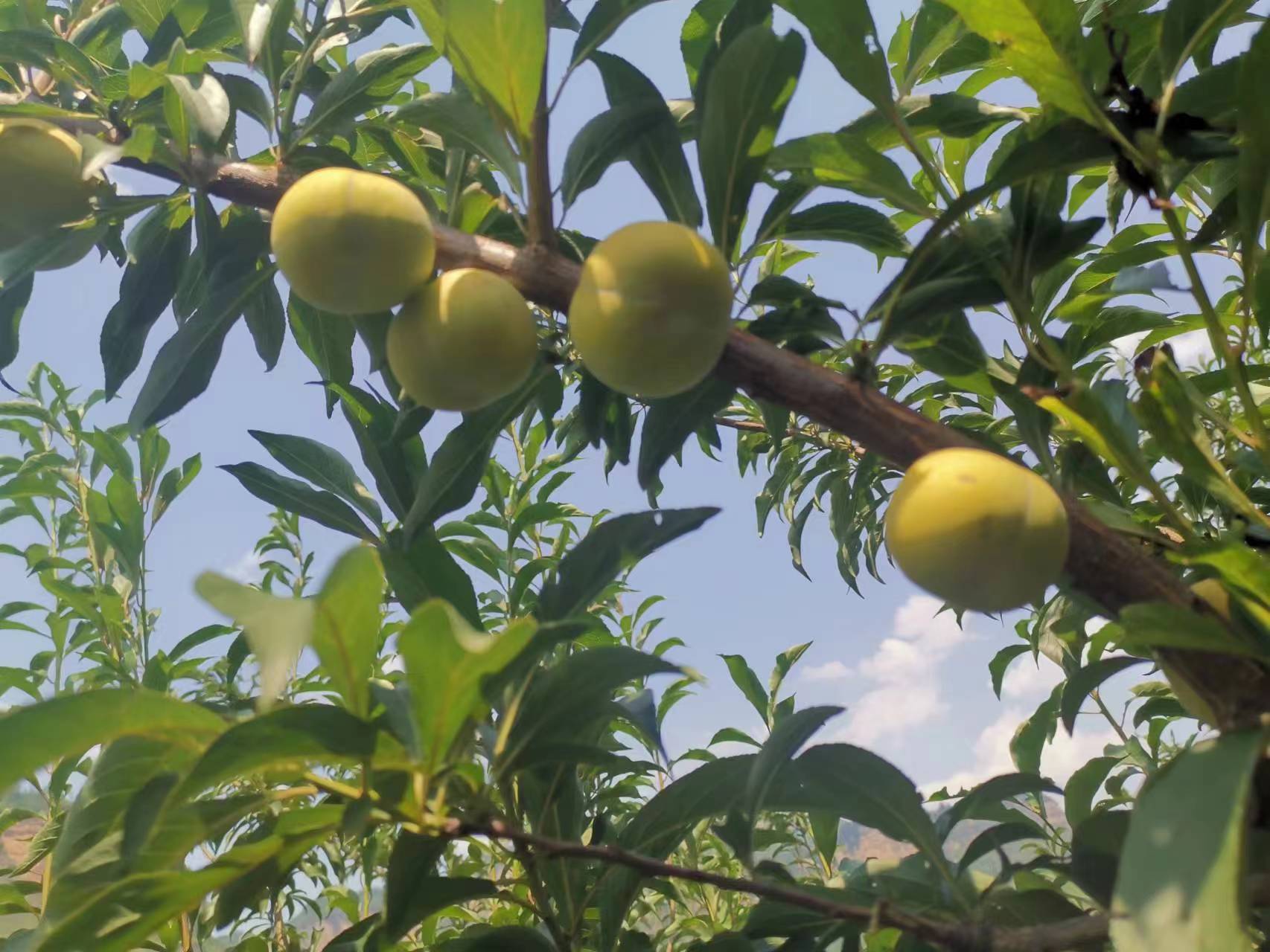 李子苗 蜂糖李苗 贵州蜂糖李苗 味帝李苗