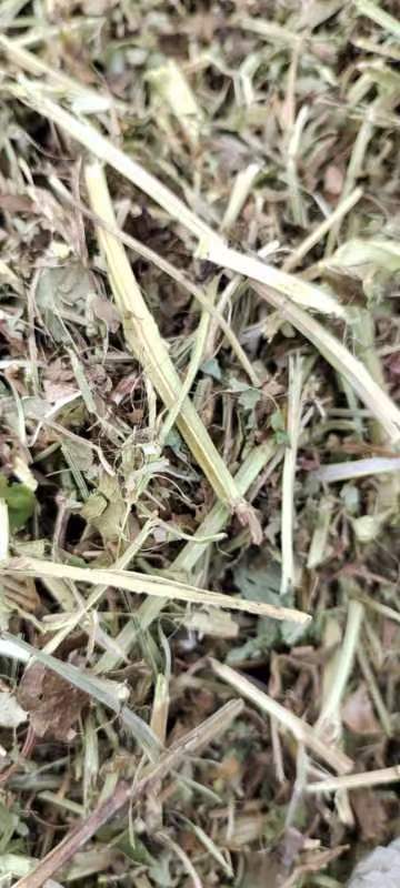 汝南县优质花生秧草料
