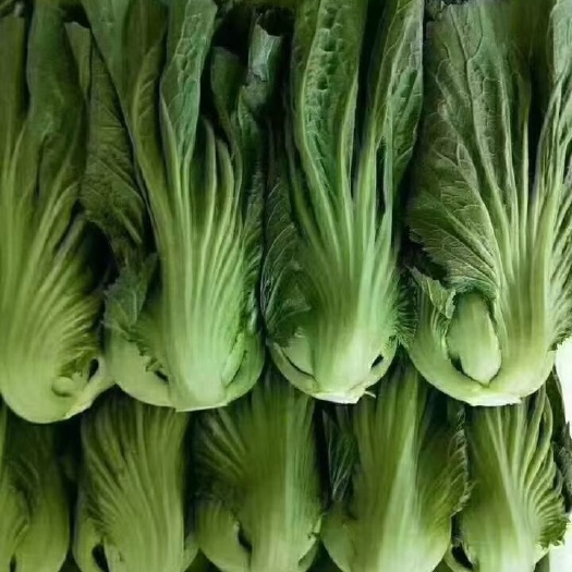 嵩明县大芥菜