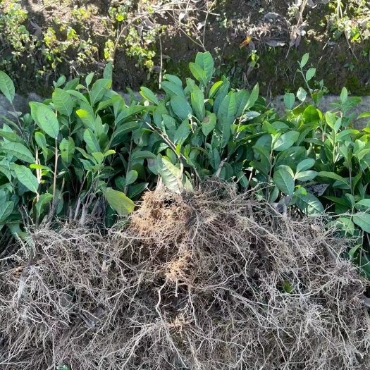 城固县茶树苗