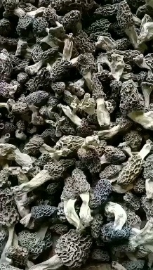 纯野生羊肚菌2025年刚产不满意可退货打电话联系