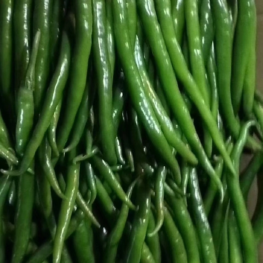 夏邑县线椒 15~20cm 中辣 靑色