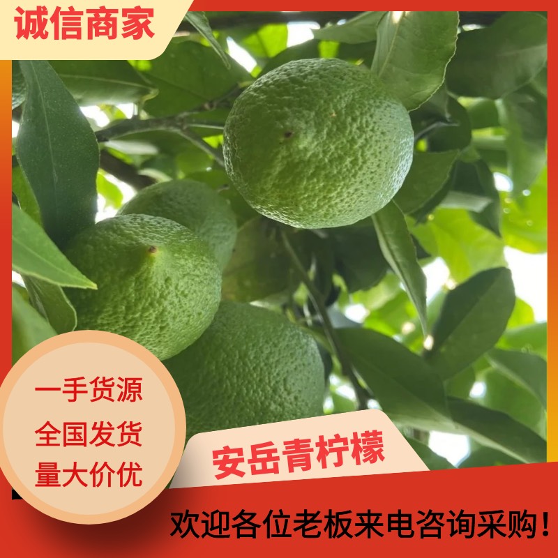 安岳县青柠檬新鲜青香多汁各种规格大量供应支持一件代发量大从优