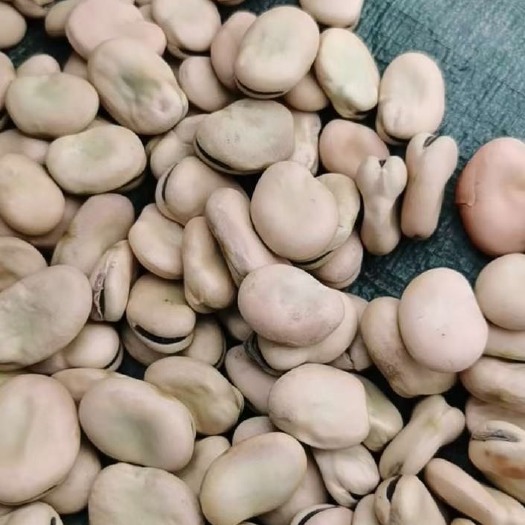 西宁青海优质蚕豆