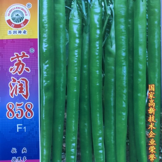 苏润858杂交长线椒种子长果可达55公分 辣味适中 挂果力好